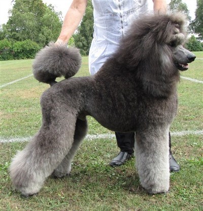 Cooper