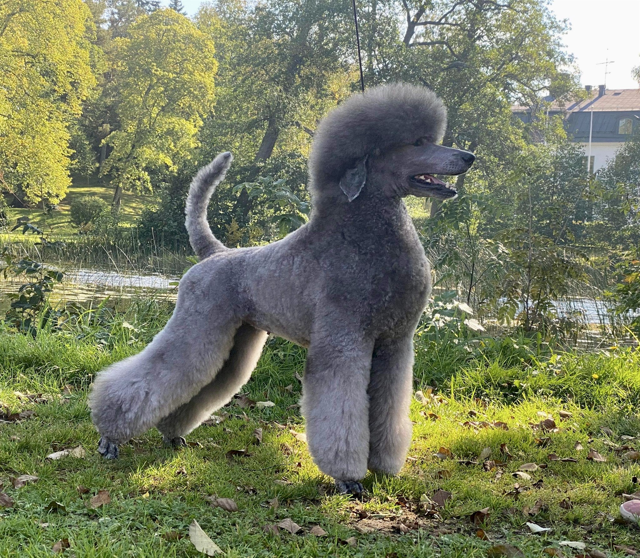 Male standard poodle best sale haircuts